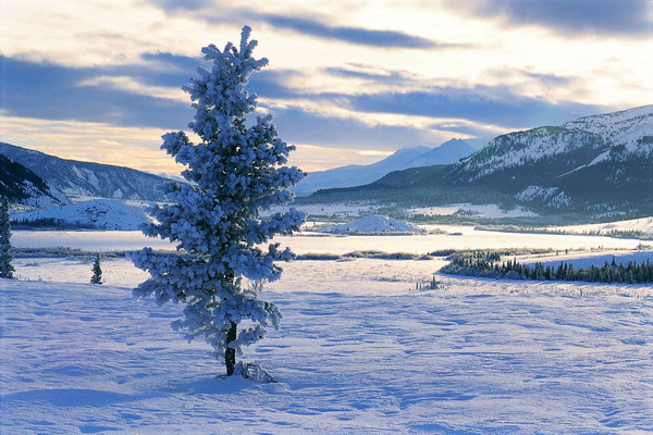 森林树木图片-自然风景图 雪域 雪地 雪松 独立