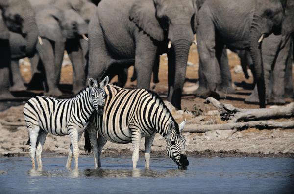 珍稀动物图片-动物图 大象 河水 象群,动物,珍稀