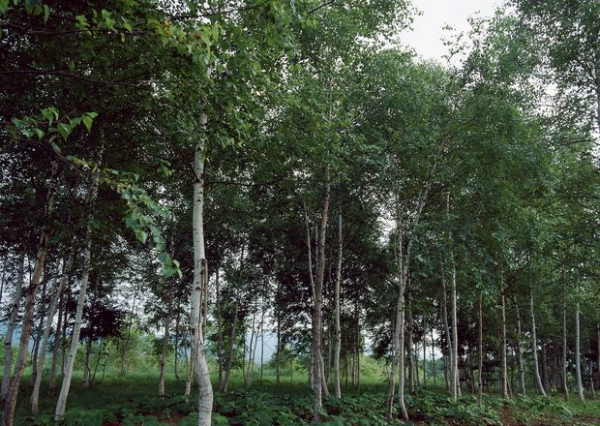森林写照图片-自然风景图 木材 植 树 春天,自然