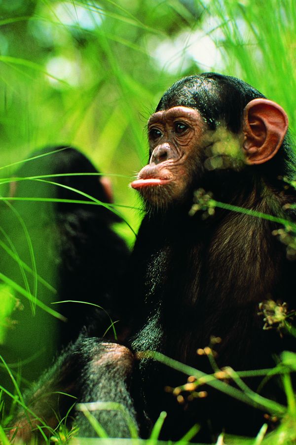 猴也疯狂图片-动物图 猩猩 黑猩猩 动物,饮食水