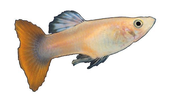 多彩鱼图片-动物图 咸水鱼,饮食水果,多彩鱼类