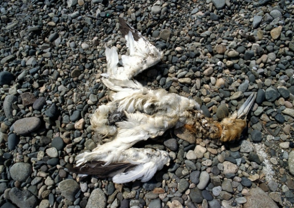 环保措施图片-自然风景图 死鸟 环境污染,自然